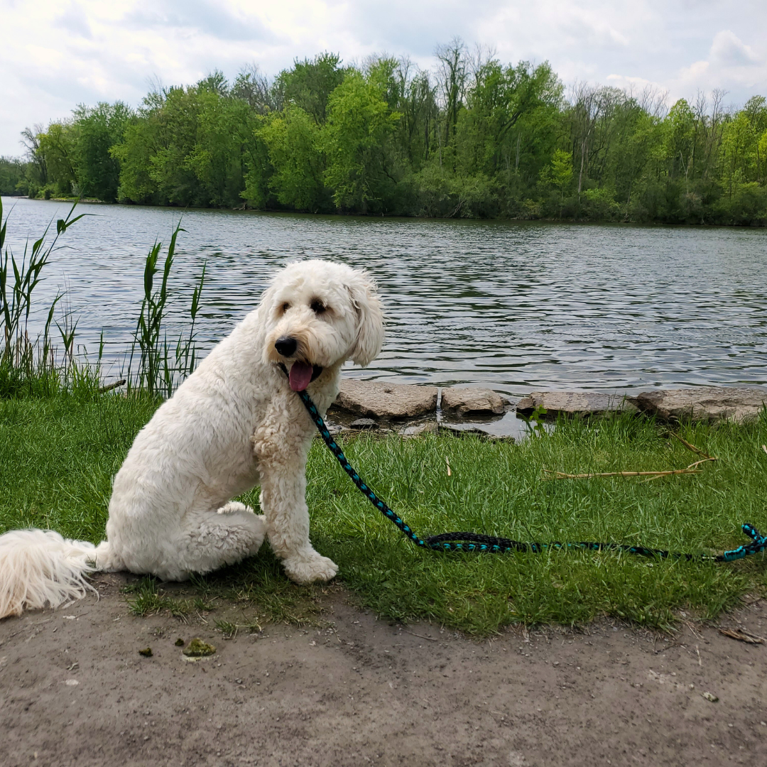 The Best Leash Material