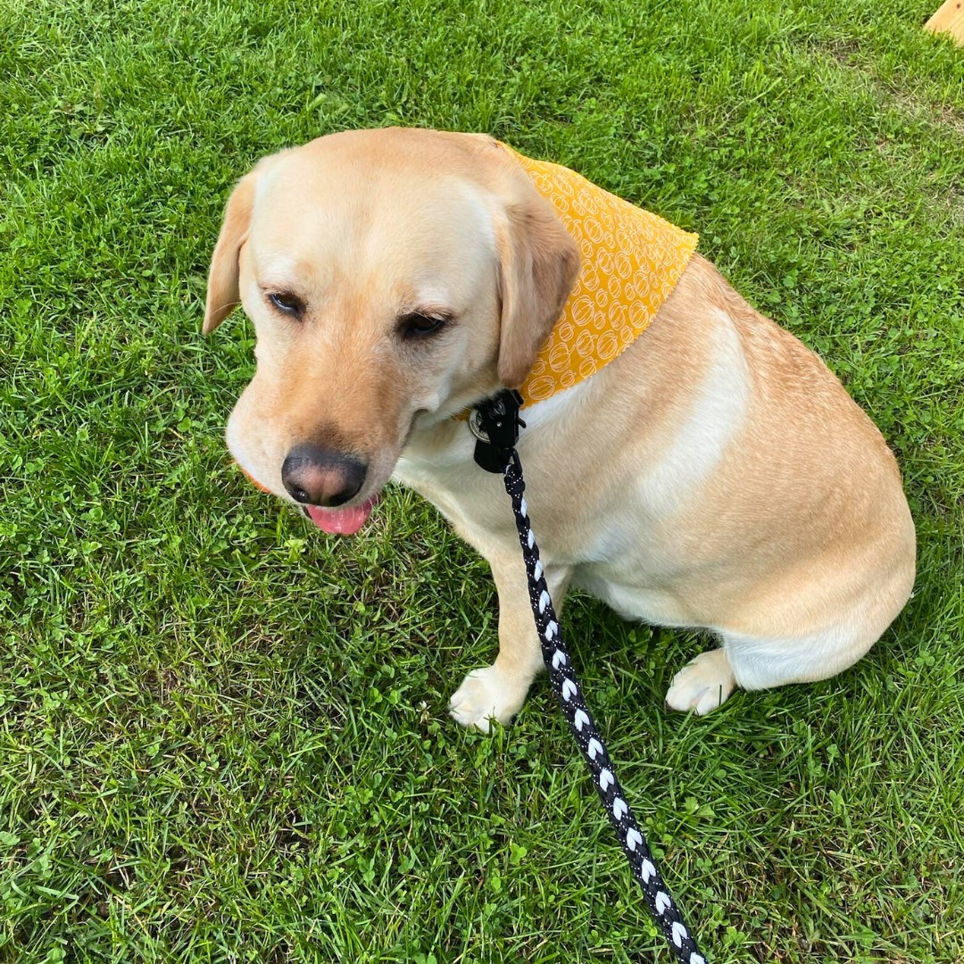 The Top Reasons To Invest In A Good Leash