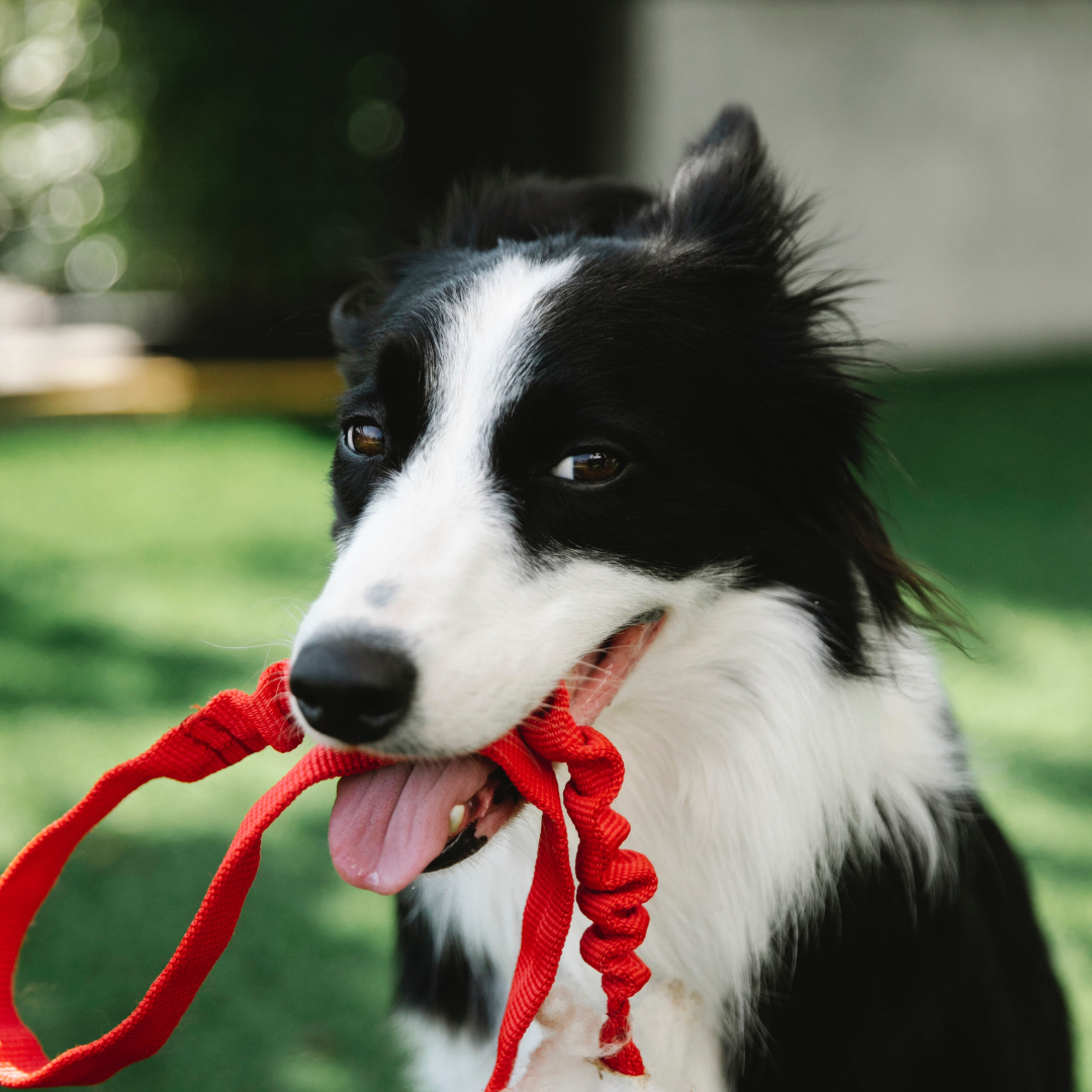 The Top Way To Stop Your Dog From Pulling On The Leash