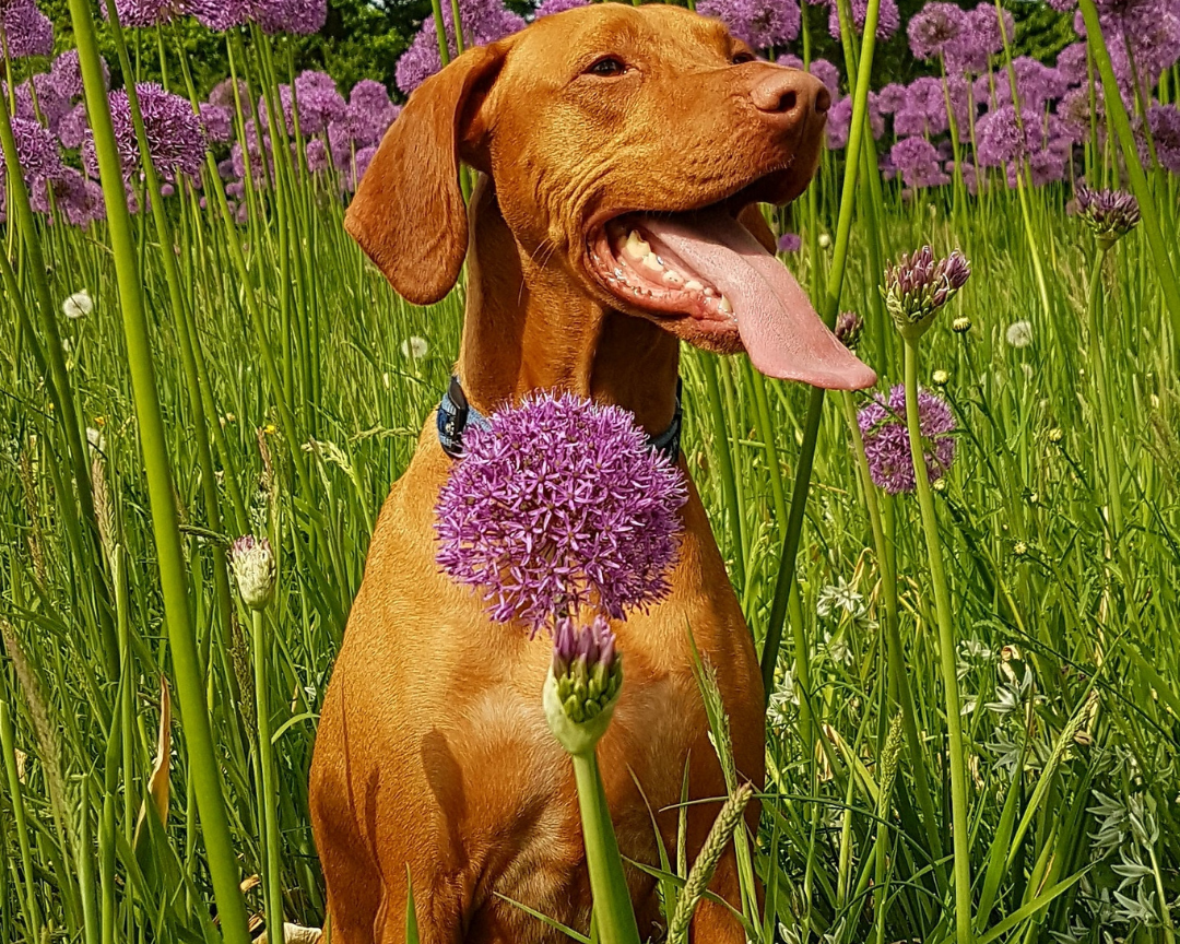 Dog smiling in a field of flowers