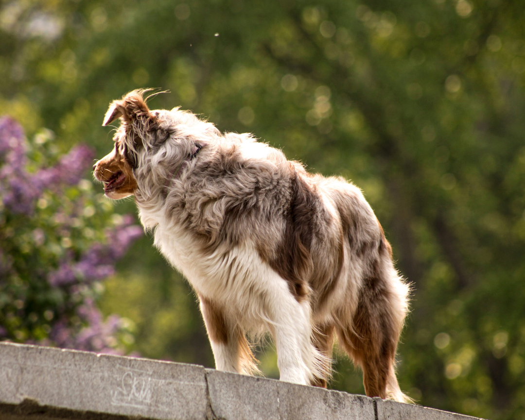 Why Do Dogs Pull on Leashes?
