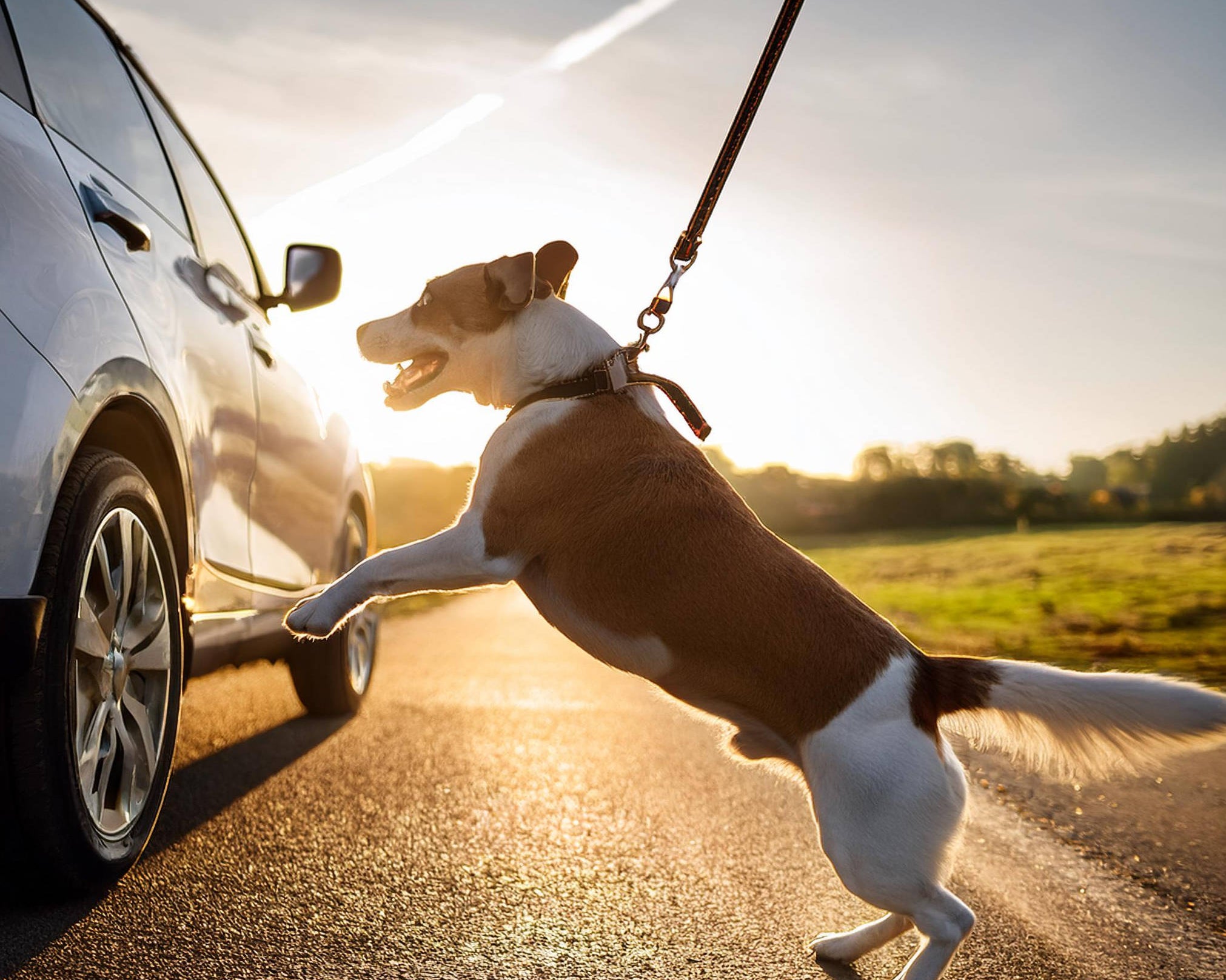How the Forever Leash Helped Stop My Anxious Dog from Lunging at Cars