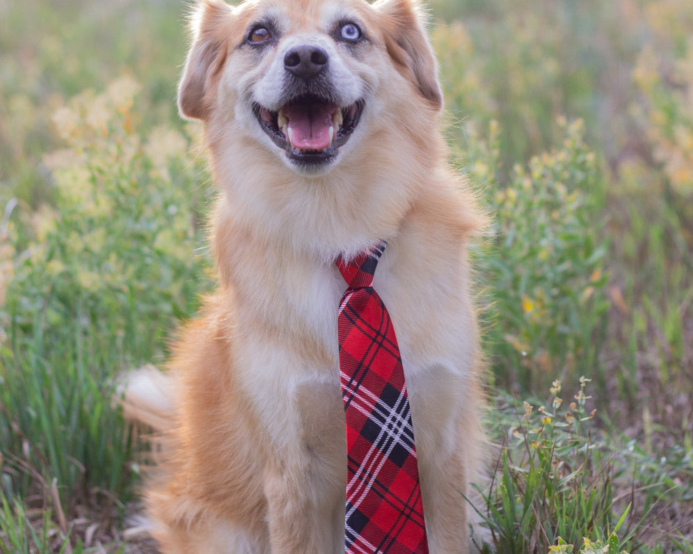Dog Park Etiquette: 10 Rules to Follow for a Safe and Fun Visit