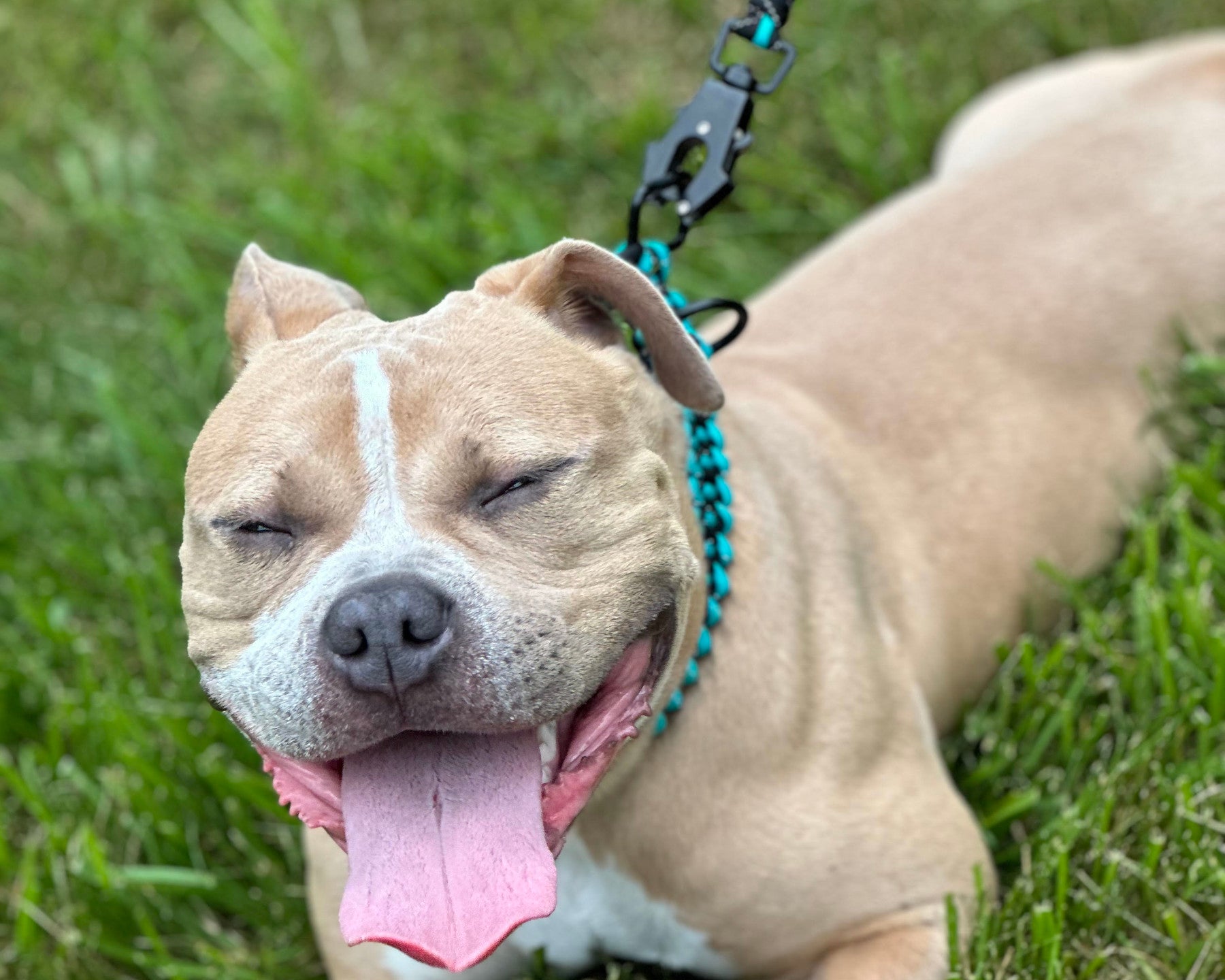 The Ultimate Leash for Dogs That Pull: Forever Leash Review