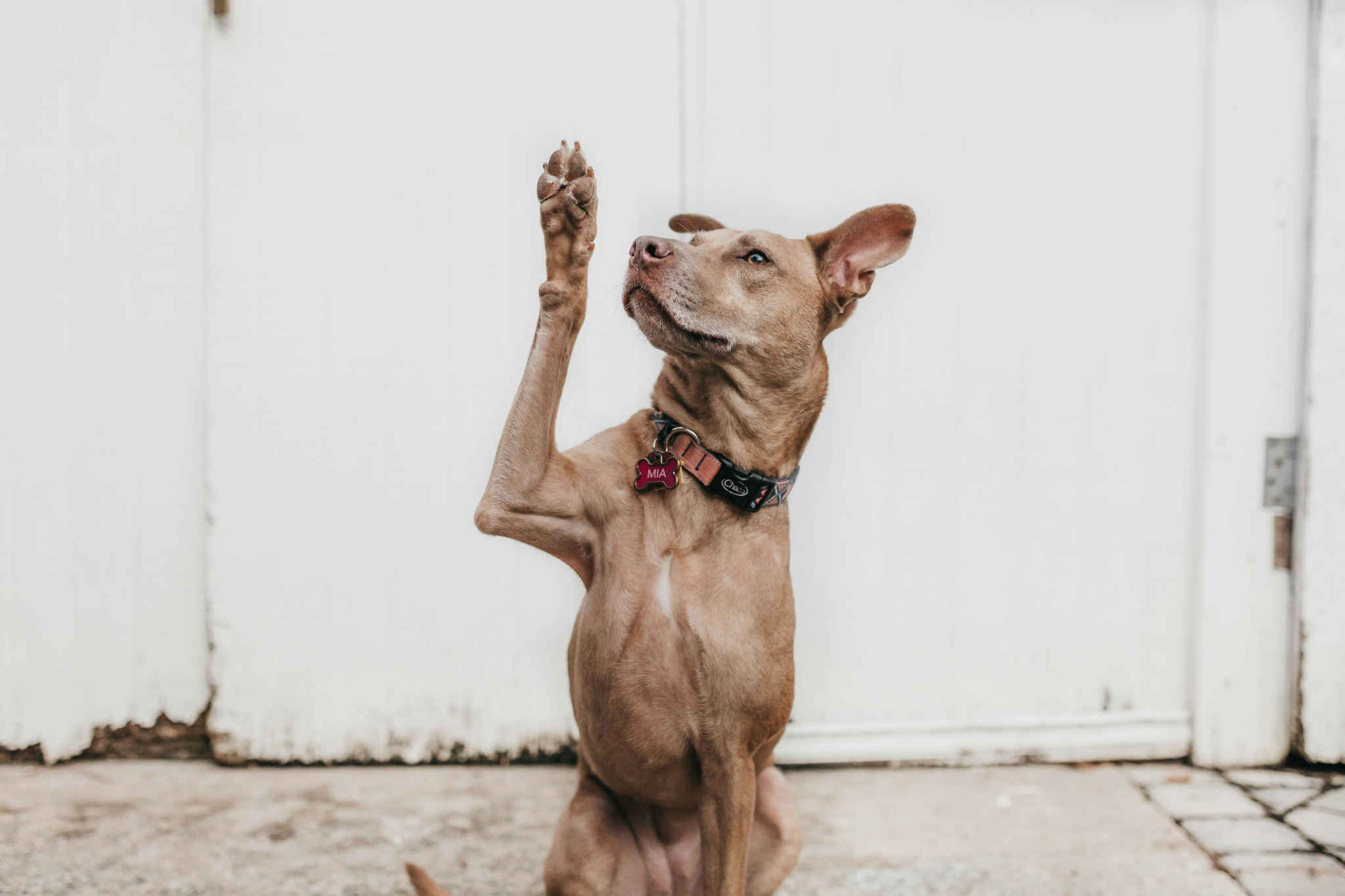 Dog-Raising-Paw.jpg